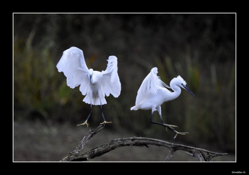 Aigrette garzettes